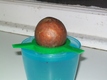 Avocado Sprouter